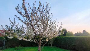 A tree with white blossoms in a grassy area. - Charming house in a quiet location, in the center of town, less than 800 m from the beach and all amenities (Cabourg)