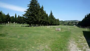 A grassy field with a wooden fence, trees, and a clear sky.