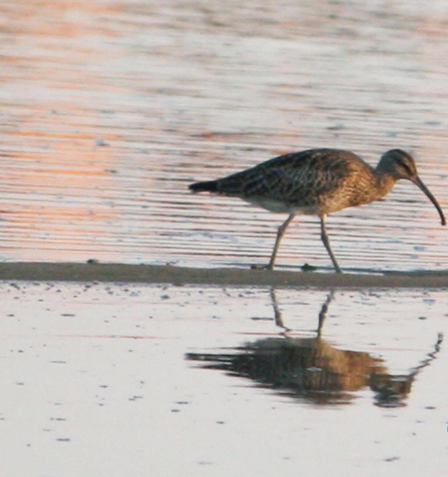 A bird standing on a wet surface with a reflection, likely near a body of water.