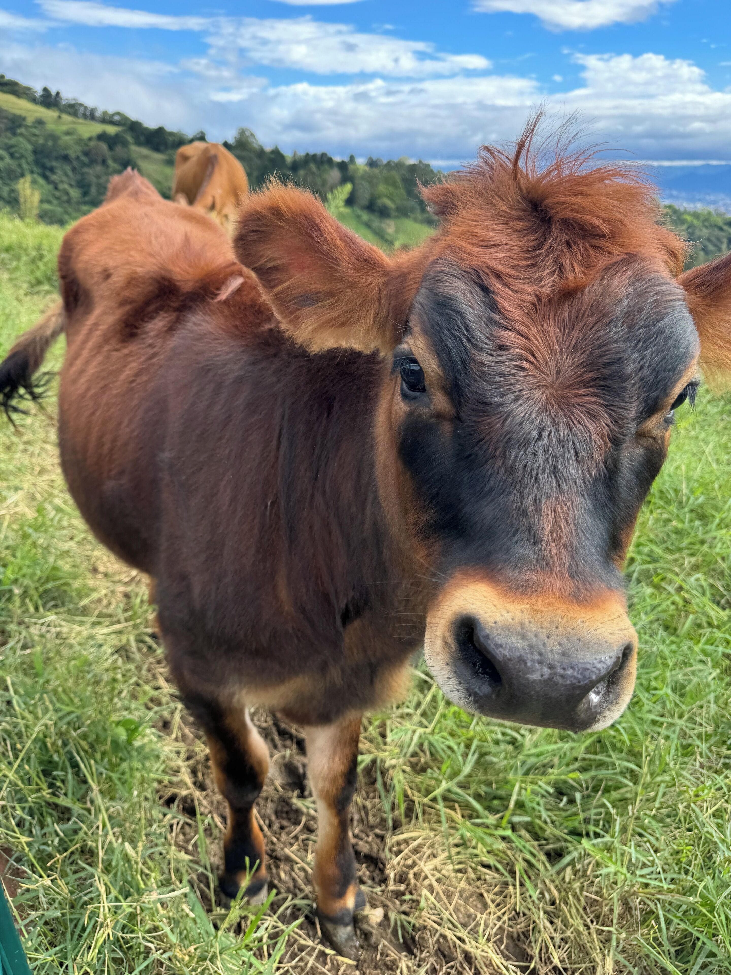 Un gros plan d’une vache brune, avec une tête noire et un museau blanc, debout dans un champ herbeux, une autre vache se trouvant à l’arrière-plan.