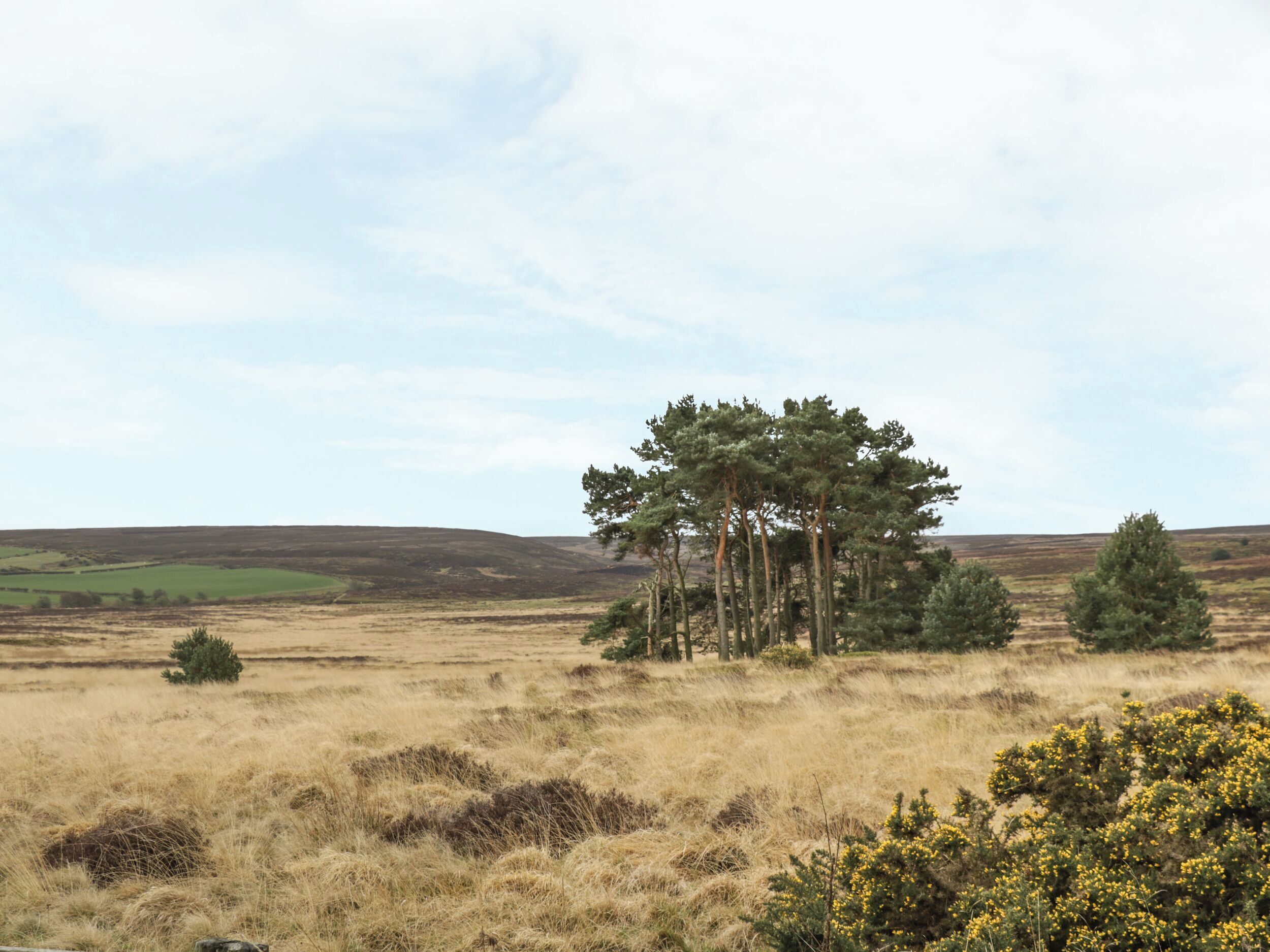 A natural landscape with a cluster of trees in the center, surrounded by open fields and a few scattered bushes.