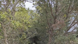 A dirt pathway leading to a beach, surrounded by dense foliage and a wooden sign indicating the direction to the beach access.