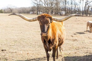 Unclassified image, 3 of 19, button - Cozy 1-bedroom Farm Stay in Tahlequah OK with photo opportunities available (Park Hill)