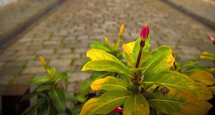 Villa Di Mare II-Piscina e churrasqueira