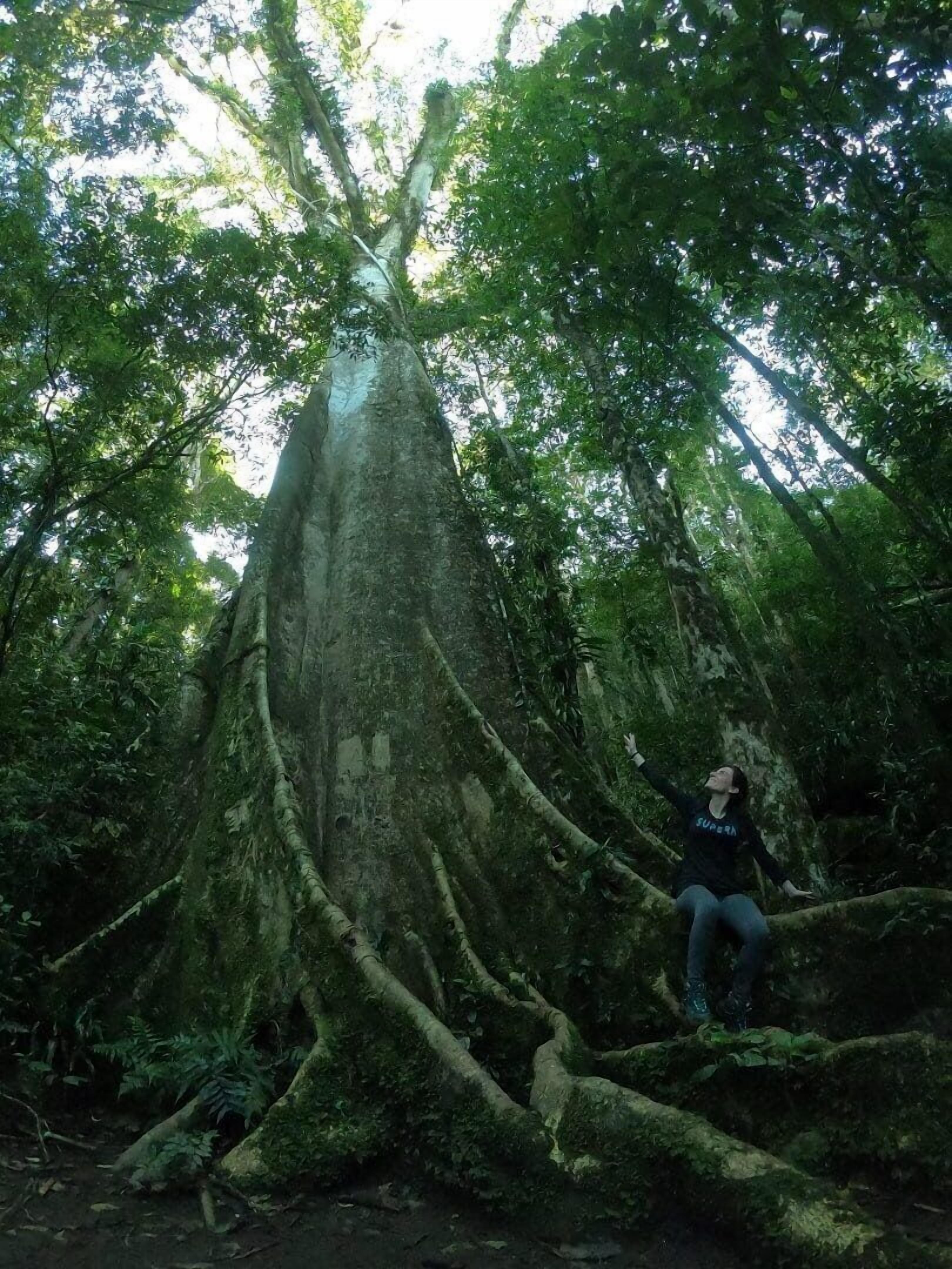 A person sitting on a tree branch in a dense forest.