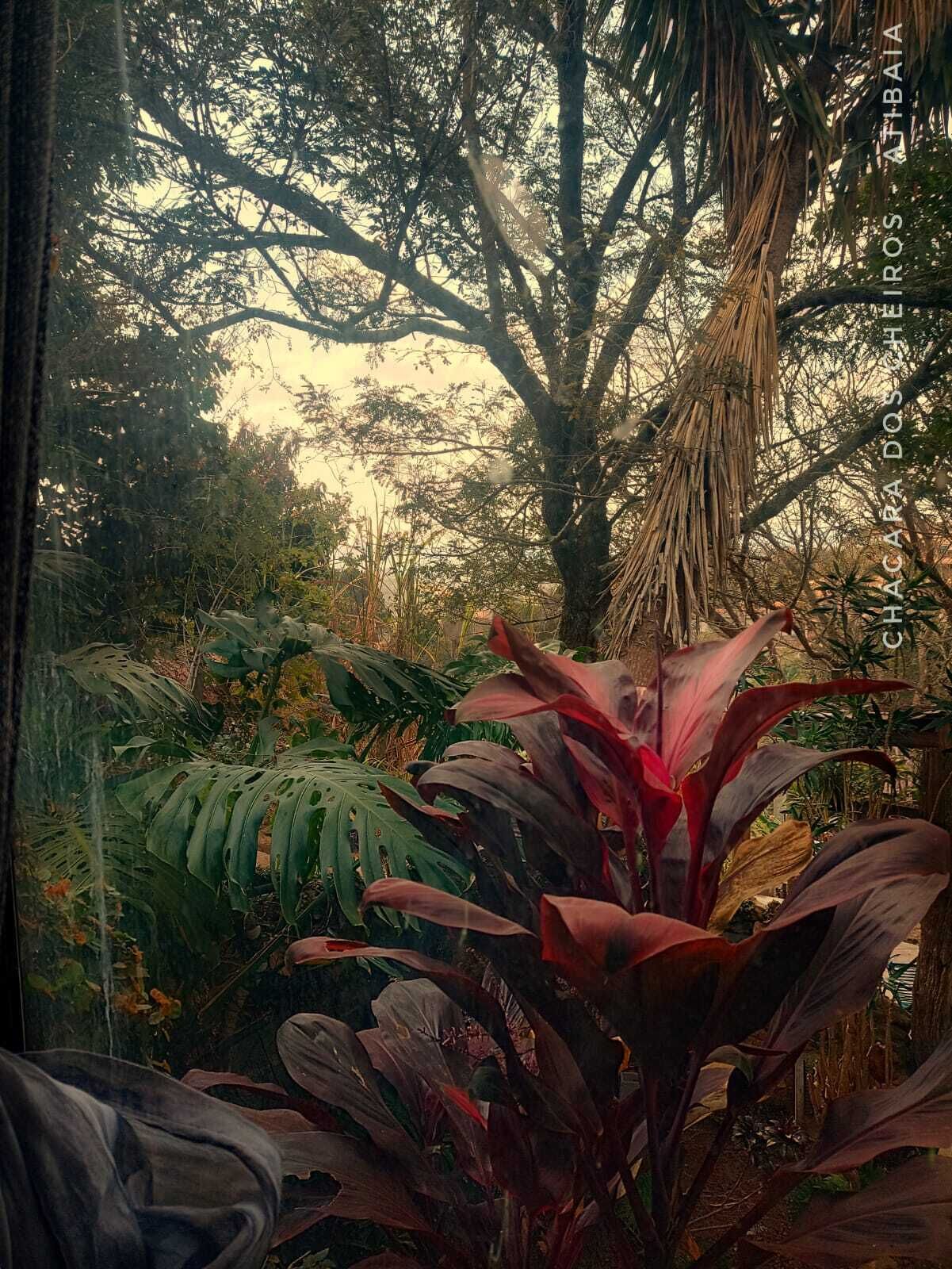Un exuberante jardín con diversas plantas tropicales y un gran árbol.