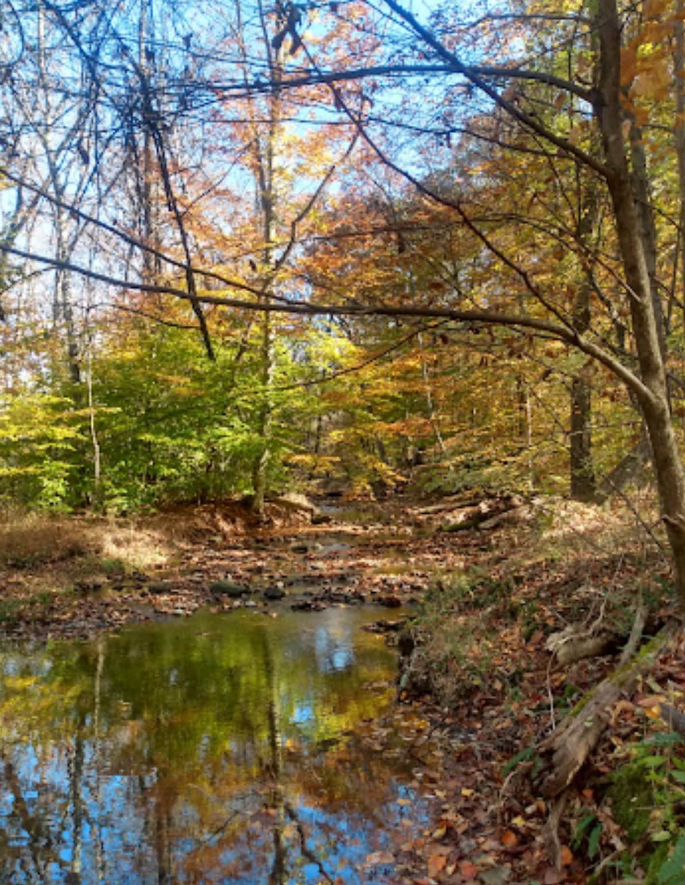 Ein bewaldetes Gebiet mit einem Bach, der Bäume spiegelt, und einem umgestürzten Baumstamm.