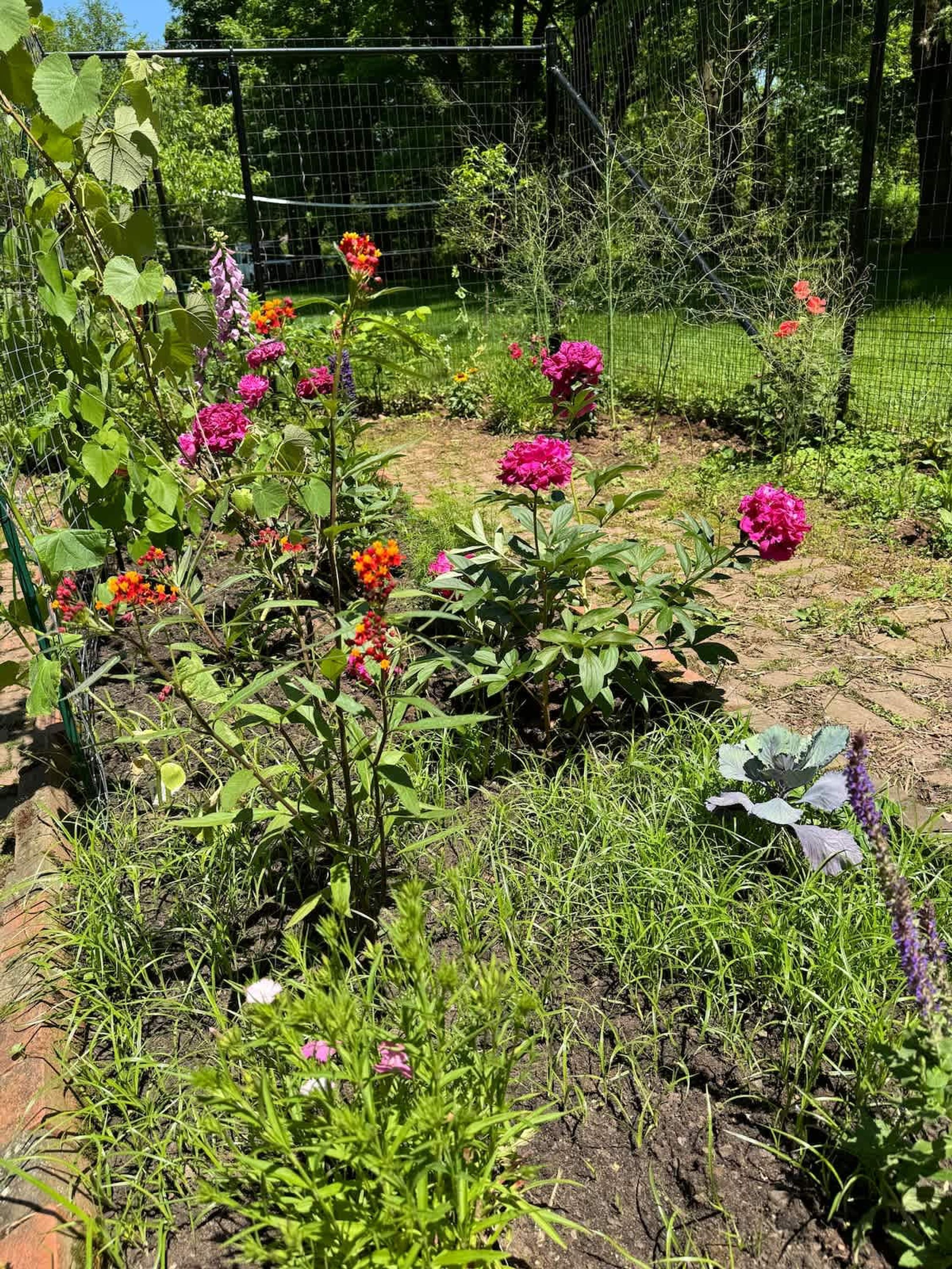 Ein Garten mit verschiedenen blühenden Pflanzen und einem Drahtzaun.