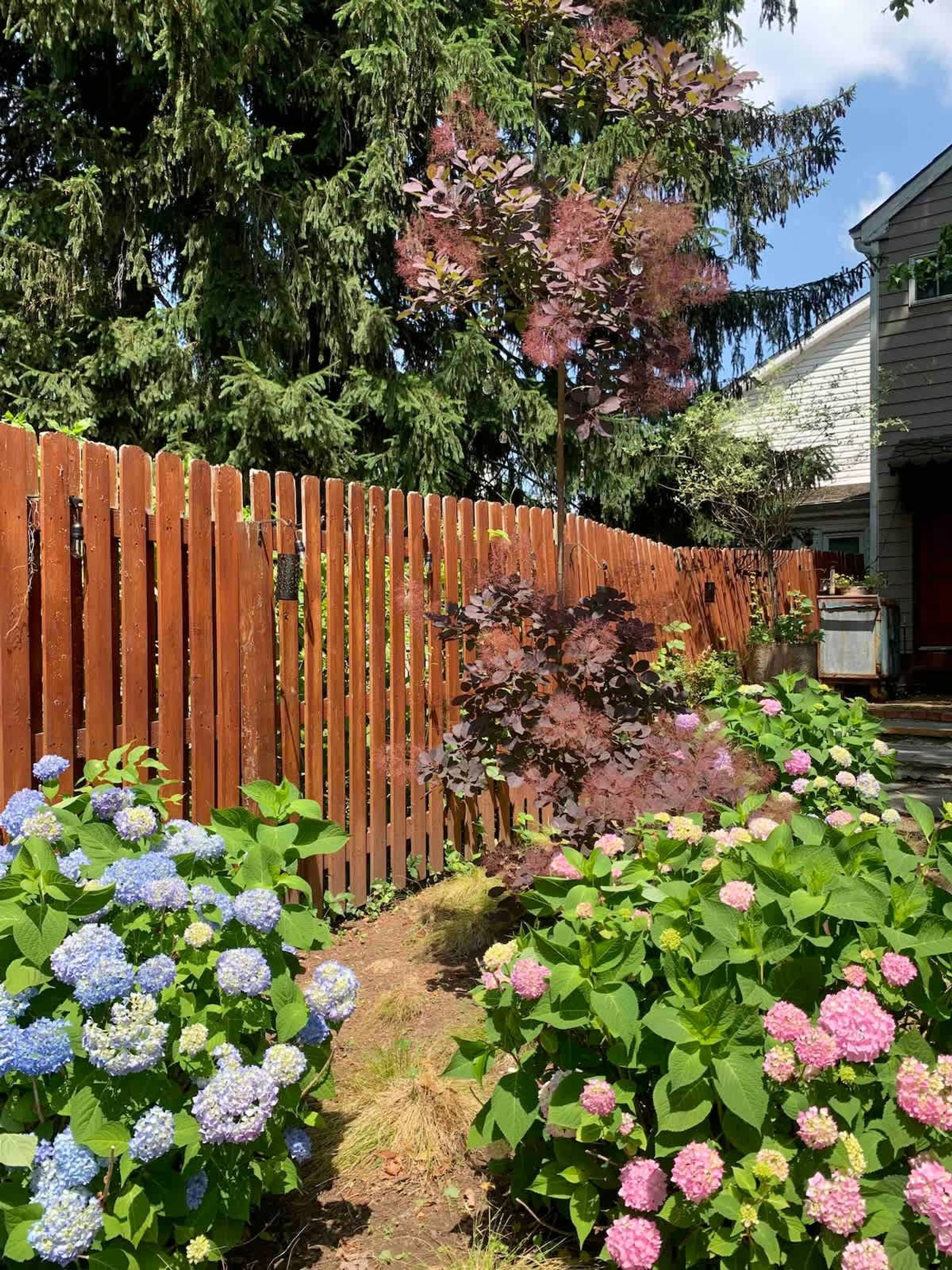 A wooden fence with a garden in front, including hydrangea flowers and a tree with pink leaves.