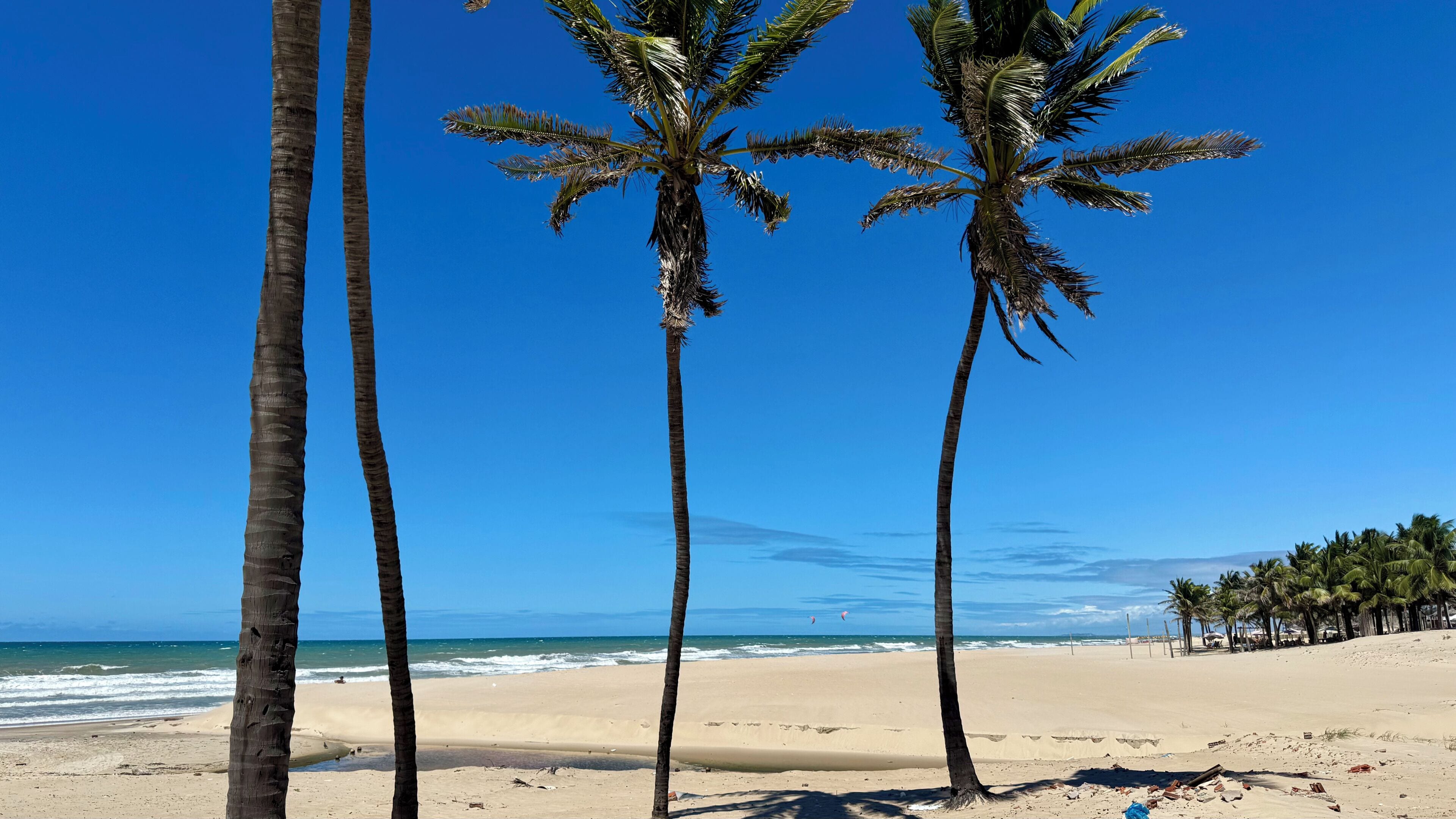 Ein Strand mit Palmen und blauem Himmel.