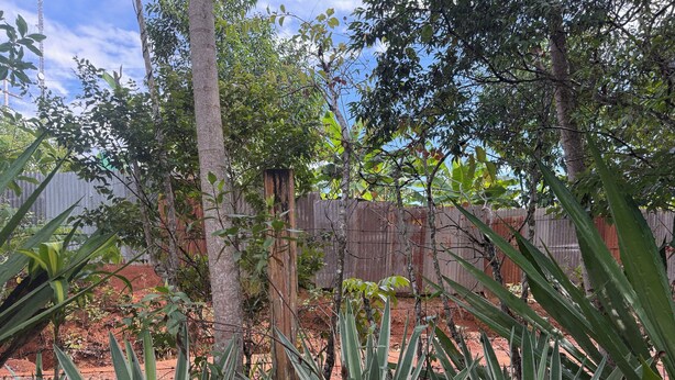 Een tuin met diverse planten en bomen, een houten omheining en een heldere lucht.