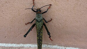 Een close-up van een groot insect met een geribbelde bruine lichaamshelft en lange antennes voor een textuurrijke roze muur.