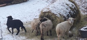 Um grupo de ovelhas pastando perto de fardos de feno em um cenário nevado ao ar livre.