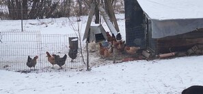 Uma área externa coberta de neve com um galinheiro e uma estrutura de madeira.