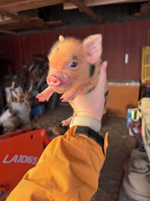 Immagine non classificata, 2 di 12, pulsante