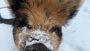 Lähikuva sian kasvoista, joiden nenässä ja korvissa on lunta. Taustalla on lumipeitteinen maisema, jossa näkyy aita ja puita.