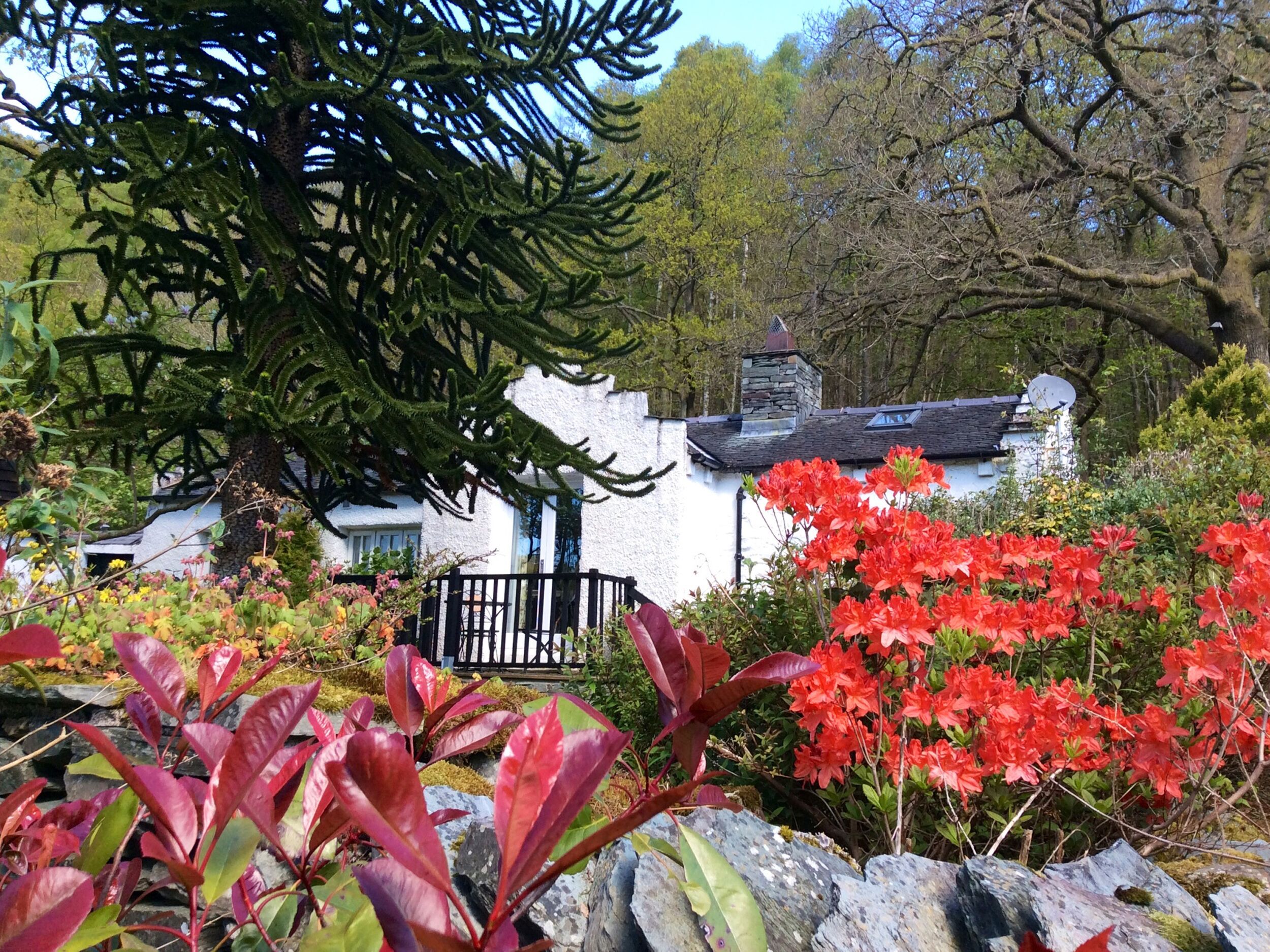 Ein weißes Cottage mit einem Steinhausdach, umgeben von einem Garten mit roten Blumen und einem großen Baum.