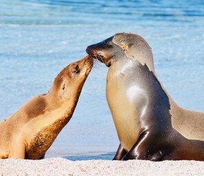 Two seals on a sandy beach with a clear blue water background. - ARENA DORADA (Puerto Baquerizo Moreno)