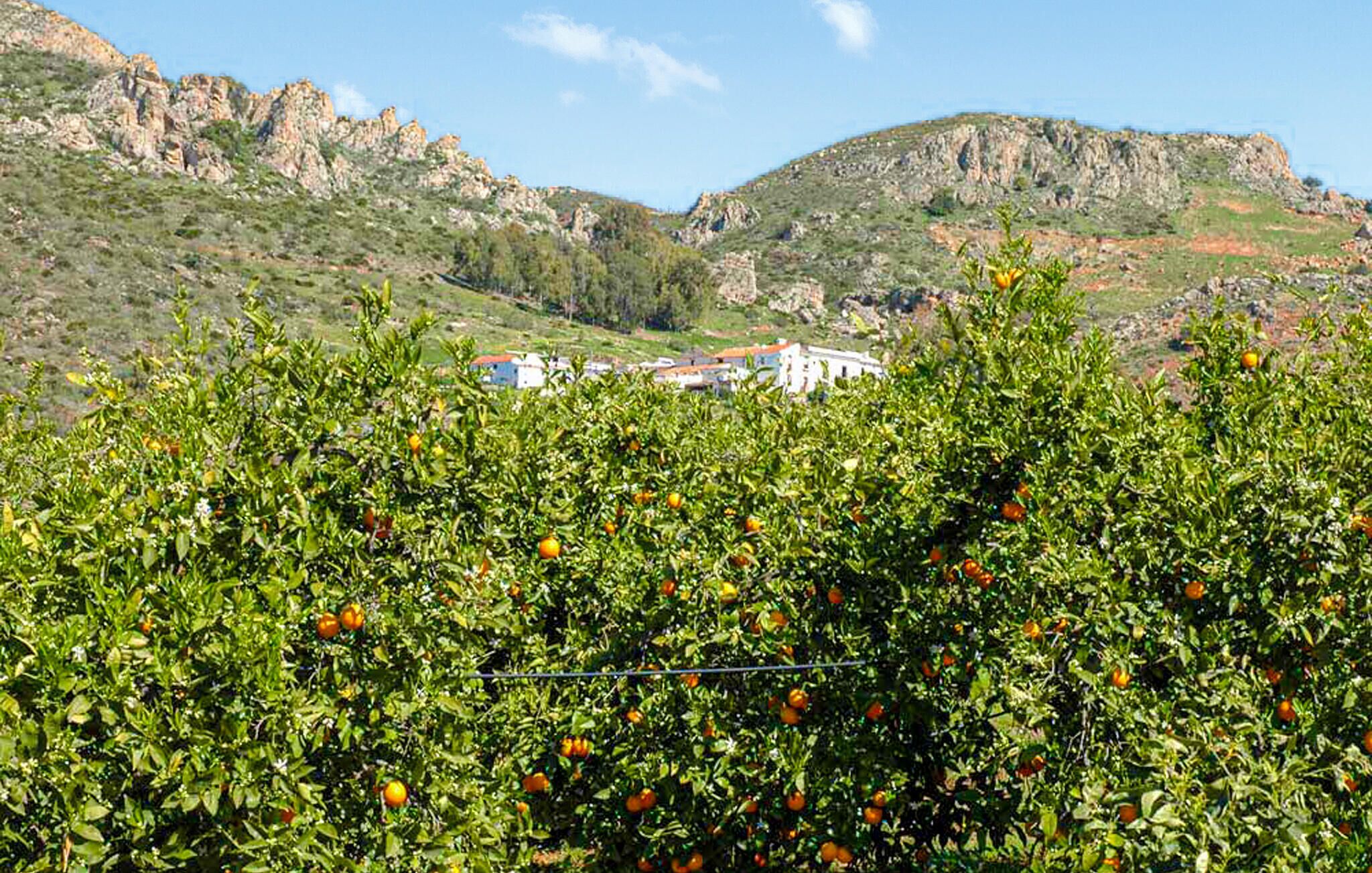 Ein Orangehain mit Bergkulisse und Gebäuden in der Ferne.