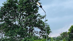Una farola, abundante vegetación y un árbol.