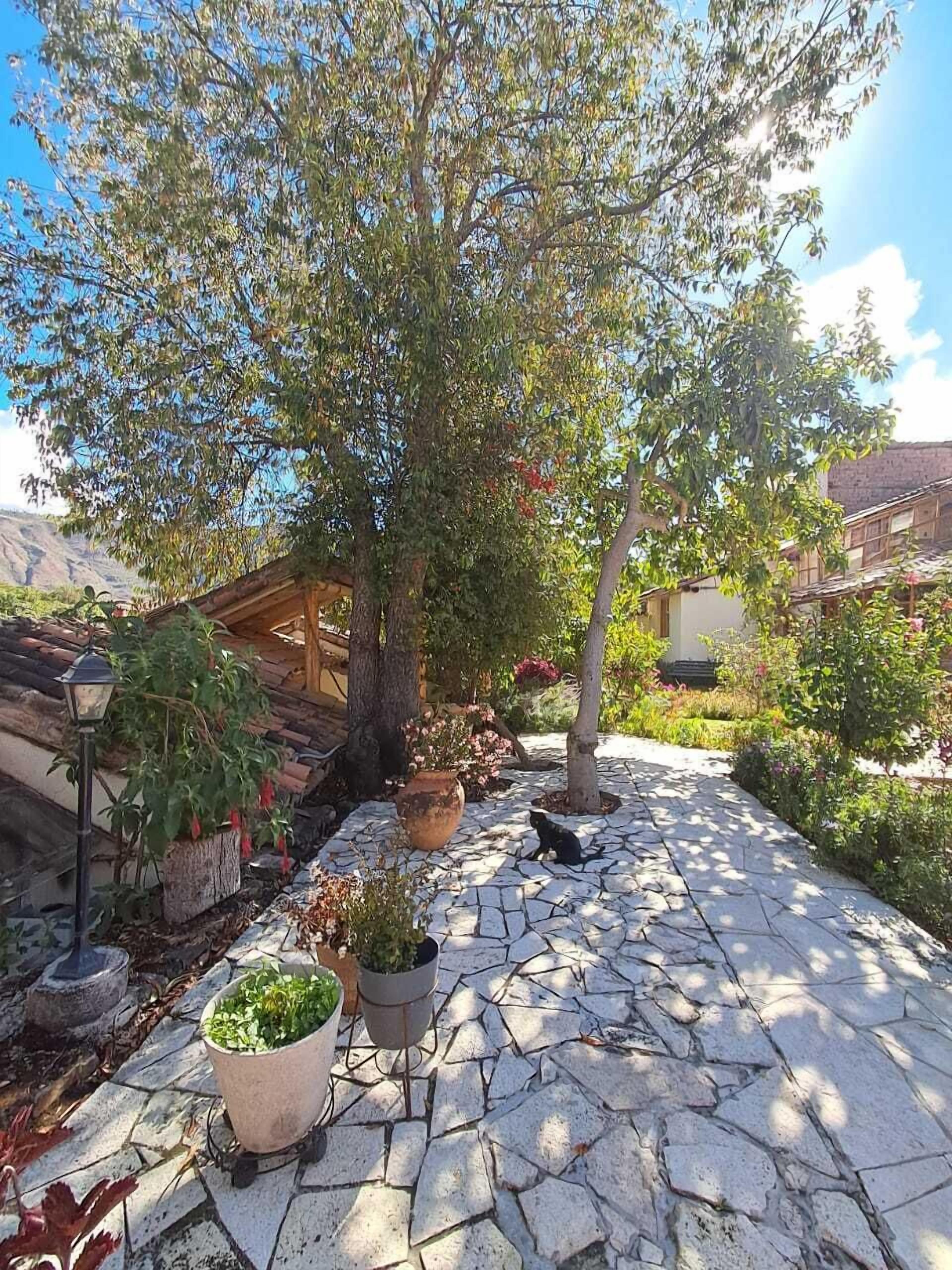 A courtyard with a stone pathway, potted plants, and a tree.