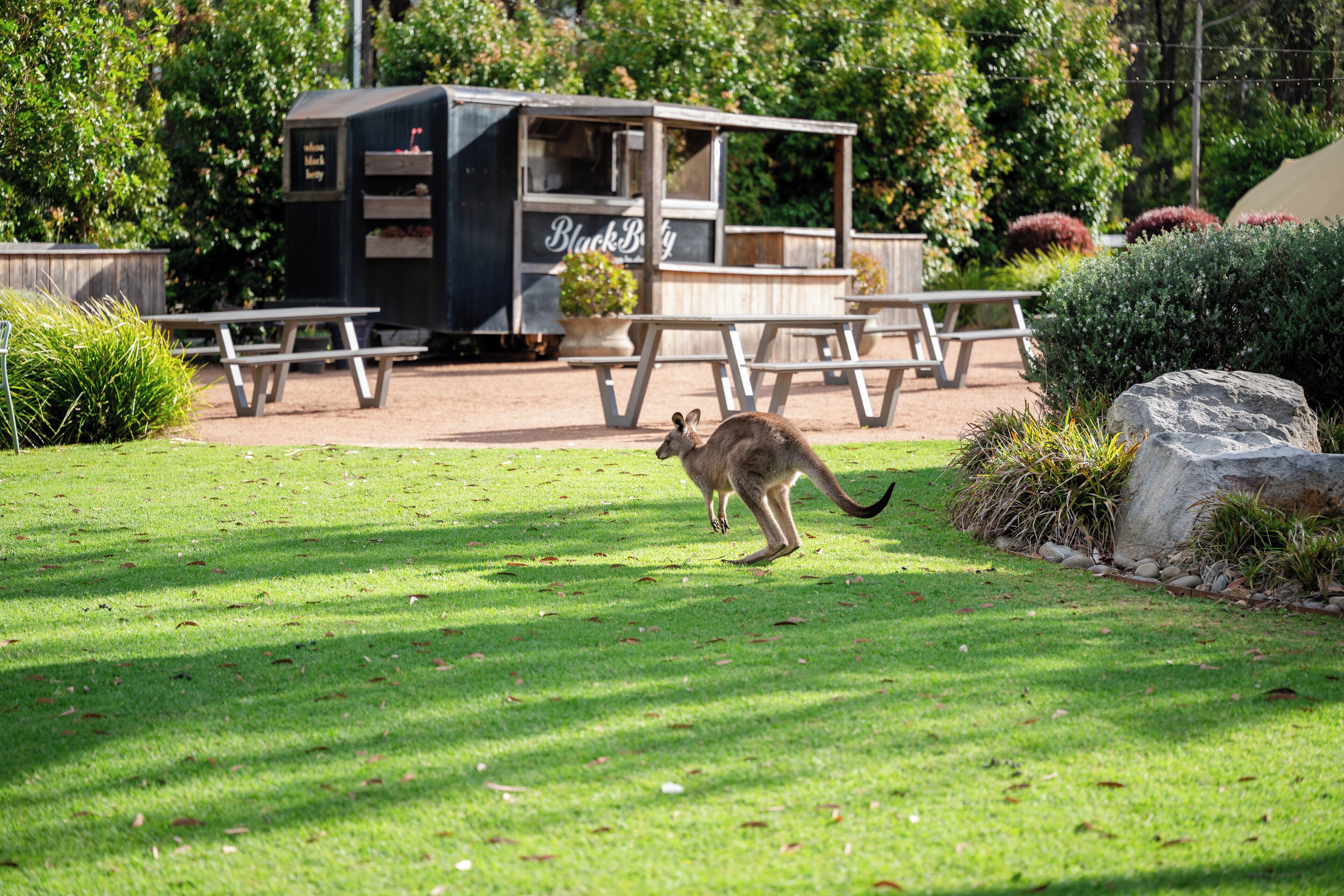 Restauration en plein air
