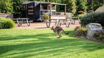 Restauration en plein air