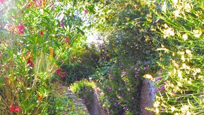 Una escalera de piedra rodeada de abundante vegetación y plantas florecientes.