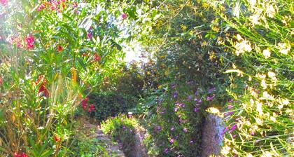 Montecasciano Glicine