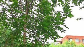 Un giardino con un pergolato, un vialetto e un edificio sullo sfondo.