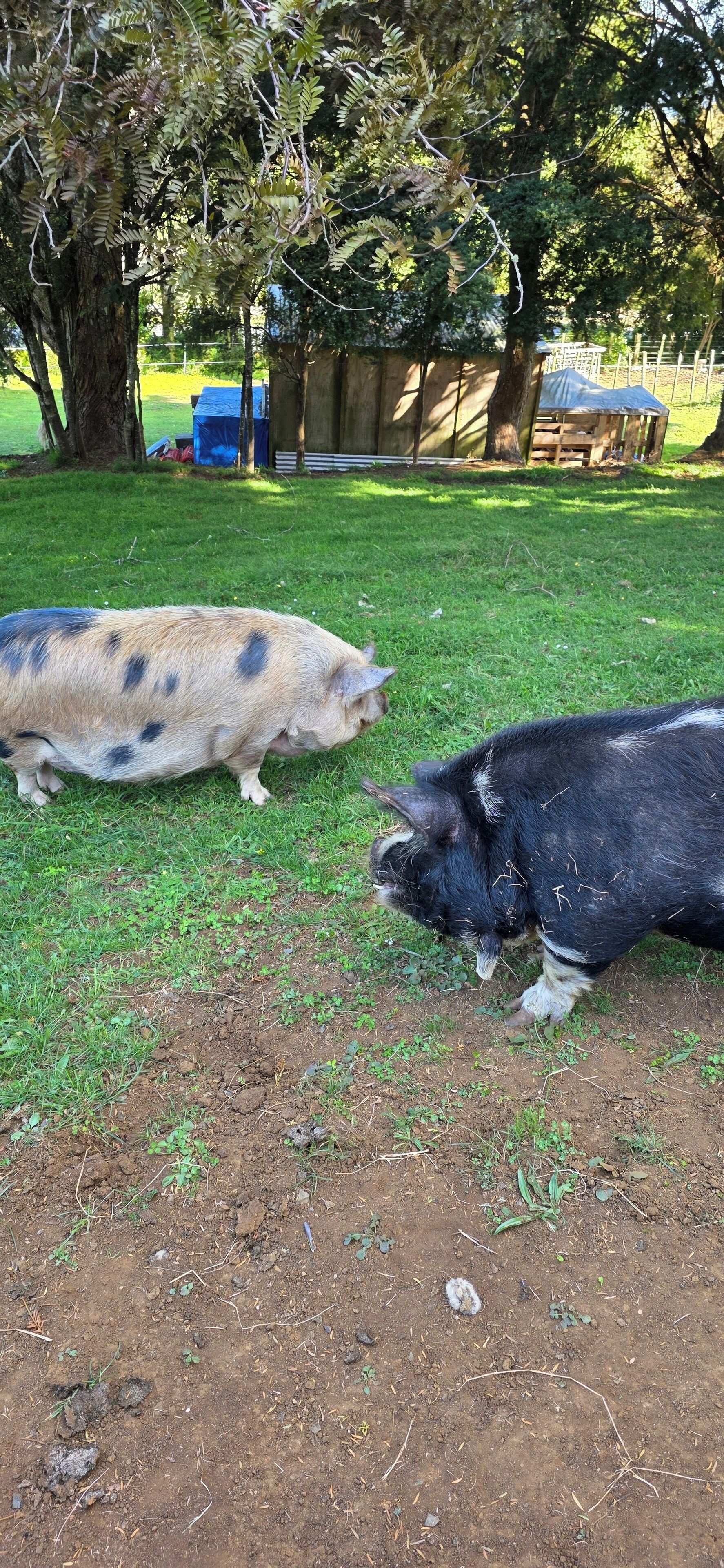 Two pigs grazing in a grassy area with trees and a wooden structure in the background.