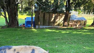 Two pigs grazing in a grassy area with trees and a wooden structure in the background.