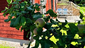 A red building with a flag, surrounded by green leaves and apples. - Valstabacken -charming countryside cottage in peaceful Swedish nature (Möklinta)