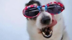En närbild på en hund som bär solglasögon.