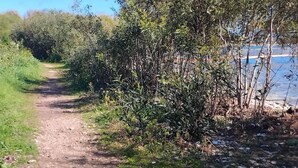 A dirt path flanked by dense shrubbery and trees, leading towards a body of water. - Is Araus Holiday apartment for 4 people 50 meters from the sea in Mandriola (Mandriola)