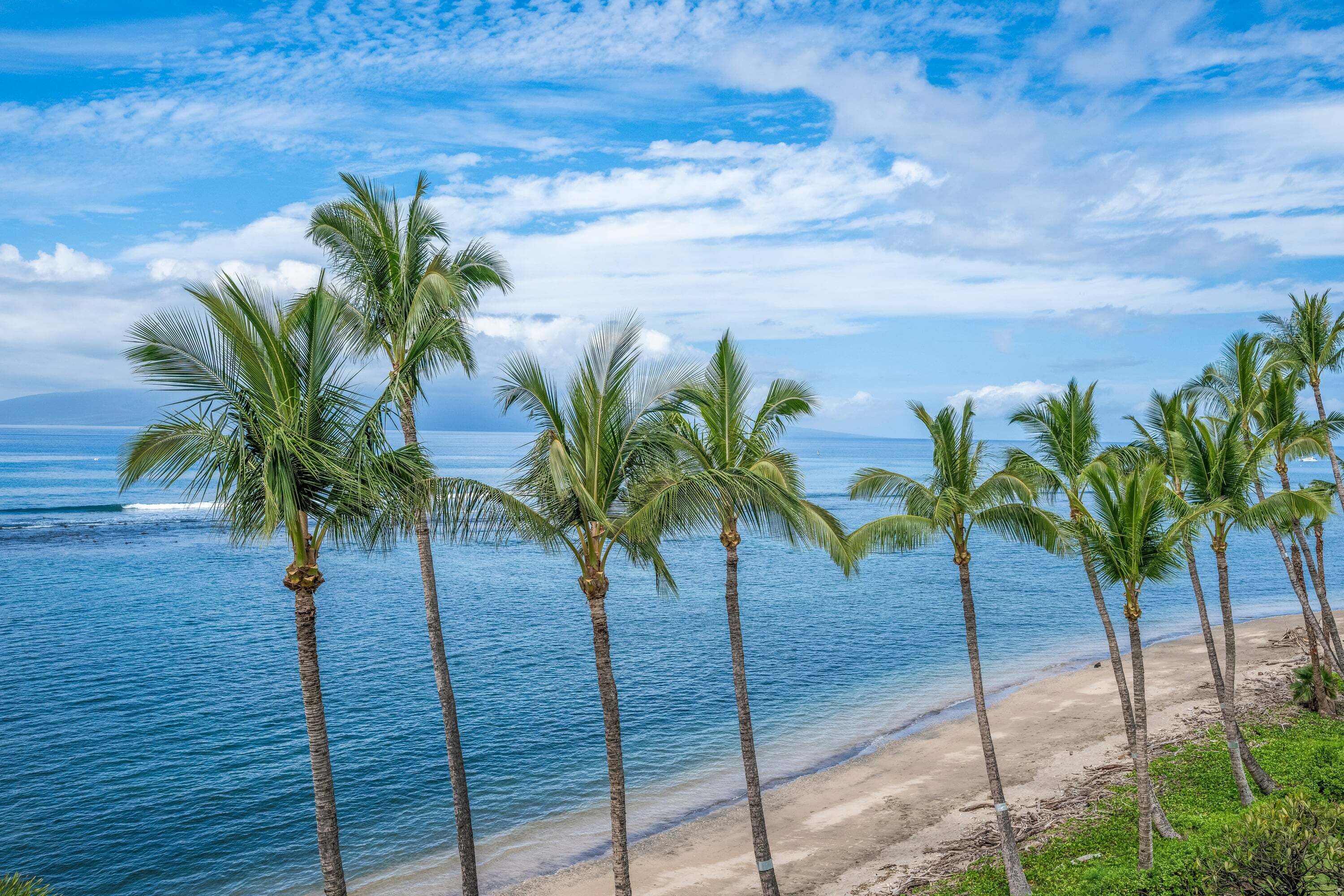 A beach with palm trees and a clear sky.