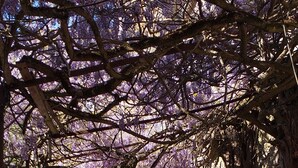 Ein überdachter Gang mit einer Bank, umgeben von Steinmauern und Bäumen mit violetten Blüten.