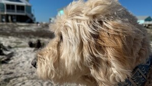 A dog on a sandy beach with a house in the background. - Doodle Dunes: New! Private Pool + Dog Friendly (Gulf Shores)