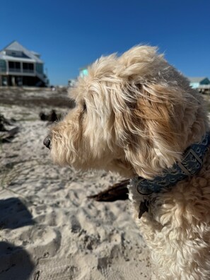 Pet-friendly - Doodle Dunes: New! Private Pool + Dog Friendly (Gulf Shores)