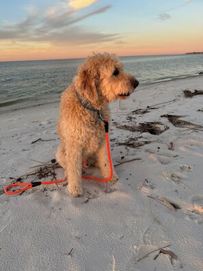 Beach - Doodle Dunes: New! Private Pool + Dog Friendly (Gulf Shores)