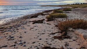 A beach with scattered rocks and seaweed, and a distant view of the ocean. - 5 Person Holiday Home in Rodby (Rodby)