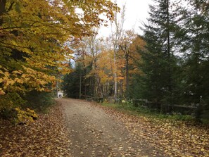 A forested path with fallen leaves, surrounded by trees with yellow foliage.