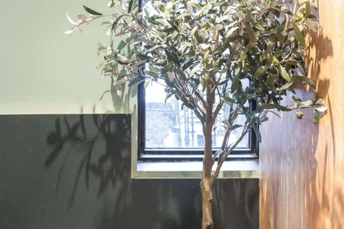 Such a cute indoor plant.