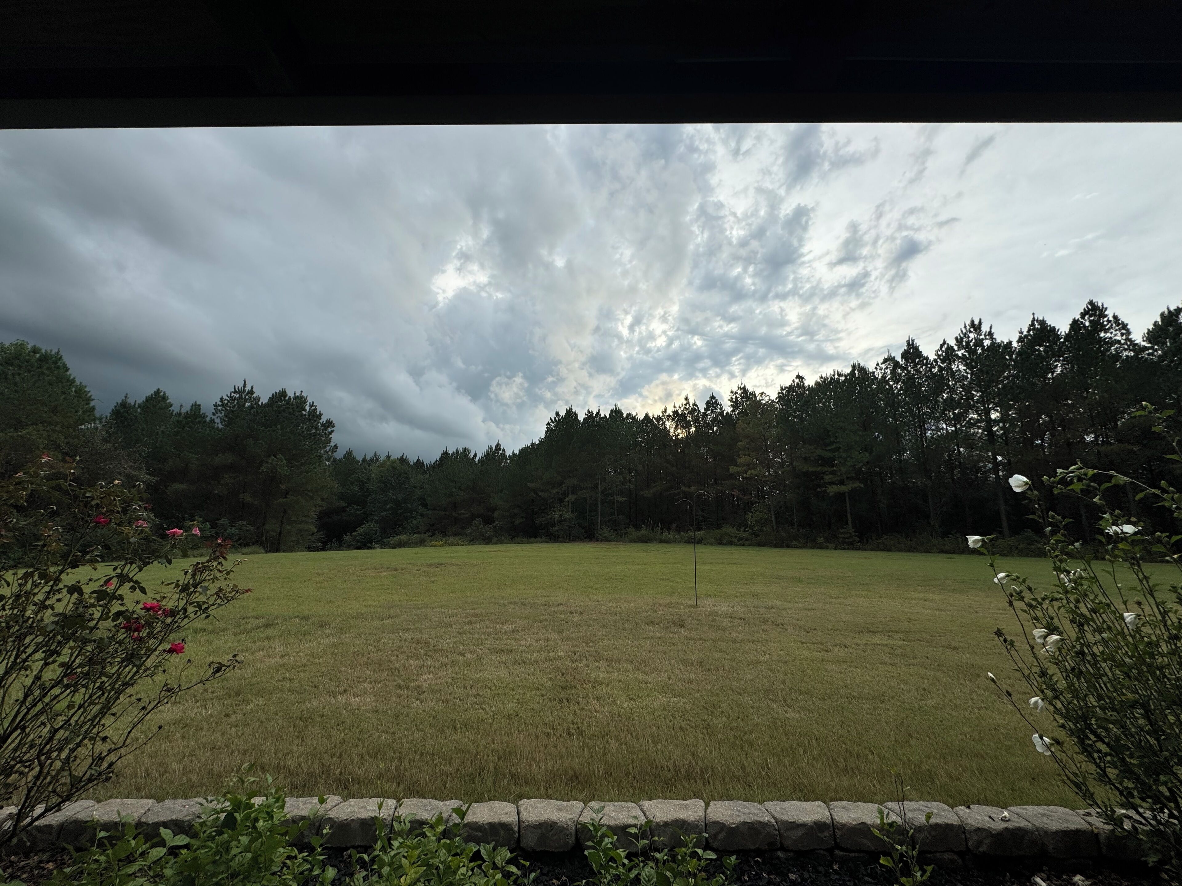 A grassy field with a stone wall in the foreground and a dense forest in the background.