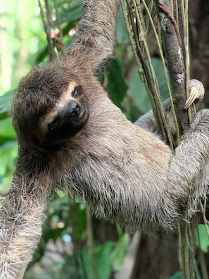 A sloth hanging from tree branches.