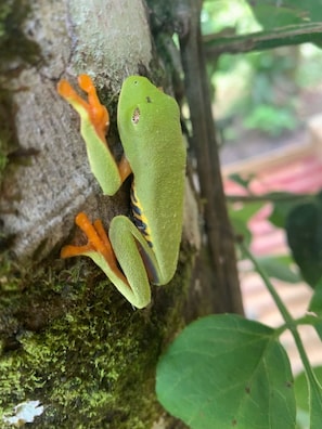 A green frog with orange feet clinging to a moss-covered tree trunk.
