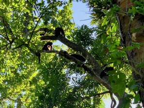A tree with branches extending horizontally, surrounded by dense green foliage.