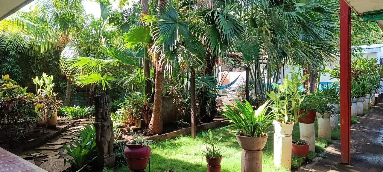 Un jardín exuberante con diversas plantas en macetas y una hamaca.