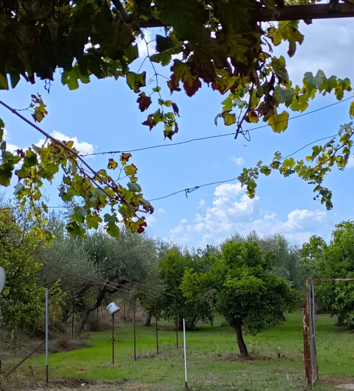Viñedo con filas de vides y cielo despejado.