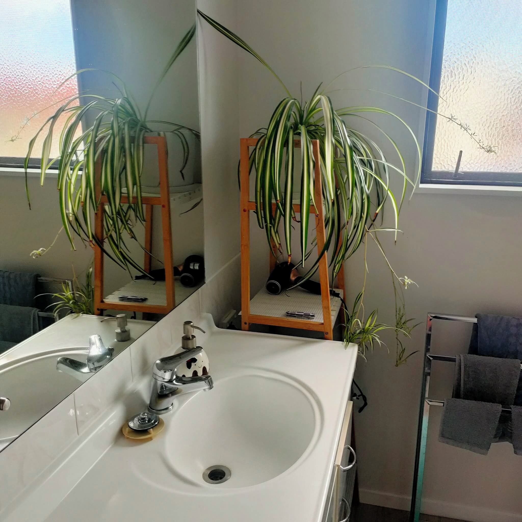Ein Badezimmer mit einem weißen Waschbecken, einem Spiegel und zwei Blumentöpfen.